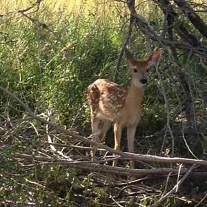 Meet your Posher, Wanda